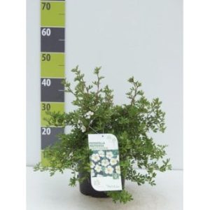 Potentilla 'Abbotswood' Potte 4,0 liter,- 30-40 cm.